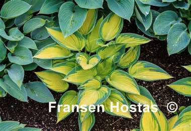 Hosta June